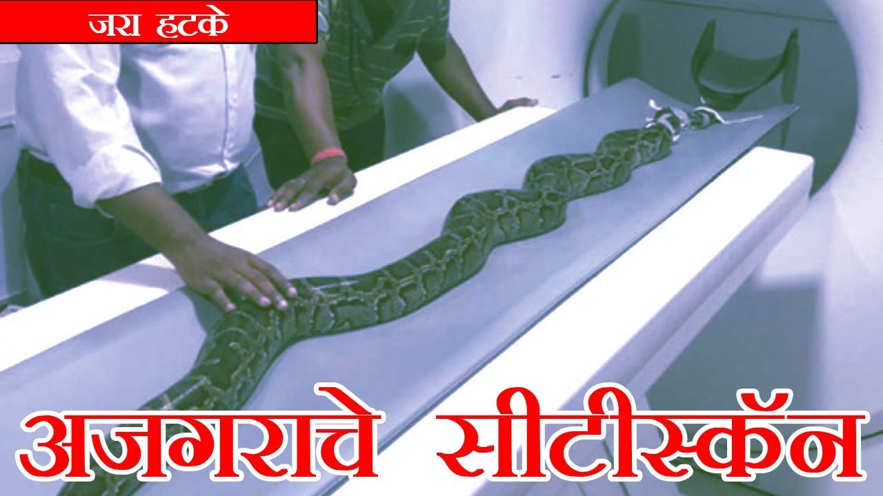 8 फुटी अजगराचे सीटीस्कॅन ( 8 foot python CT Scan)