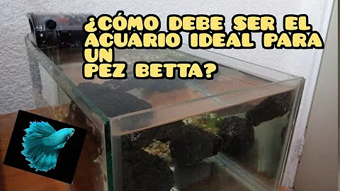 ¿Qué tamaño de acuario necesita un betta?