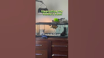 Watch Me Upgrade My Turtle’s Tank To A 75 Gallon