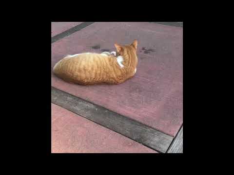 Cat ball - YouTube