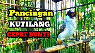Suara Burung kutilang gacor memanggil lawan Pancingan kutilang agar bunyi