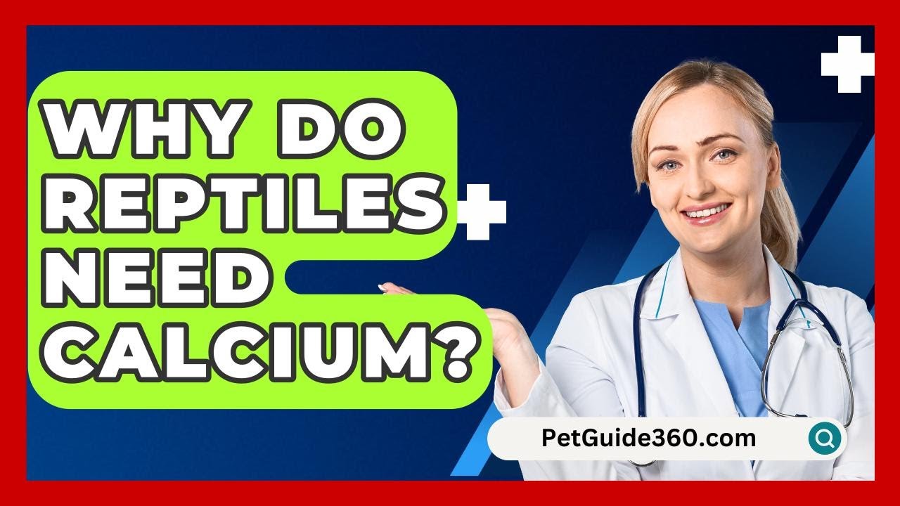 Why Do Reptiles Need Calcium? - PetGuide360.com