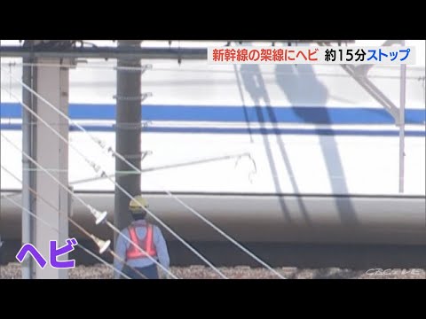 ヘビが”新幹線止めた”駅で取り除く作業員の姿…浜松～三河安城一時見合わせ