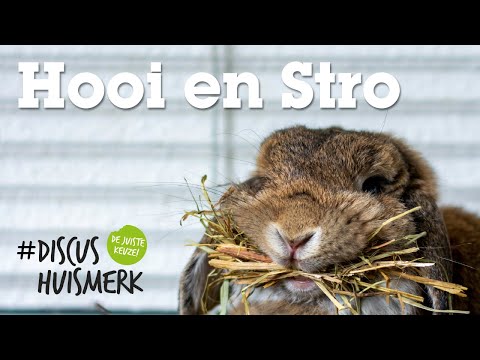 Video: Hebben konijnen stro of hooi nodig?