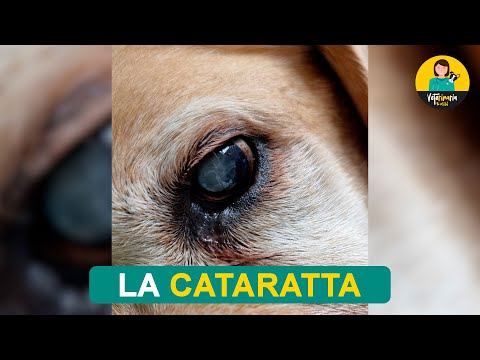 Video: Glaucoma e Cataratta nei Cani: sapere cosa cercare quando arriva ai problemi degli occhi canini!