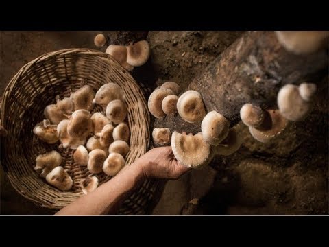 Os 7 Benefícios do Cogumelo Shiitake Para Saúde | Dicas de Saúde