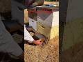 آستخراج سم  النحل bee venom extraction #honeybeesting #bee #america
