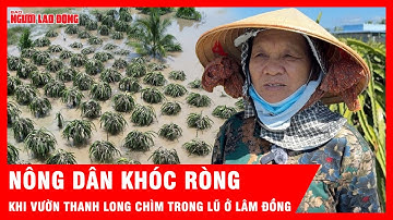 Nông dân Lâm Đồng khóc ròng khi vườn thanh long chìm nghỉm trong nước lũ | Tin tức
