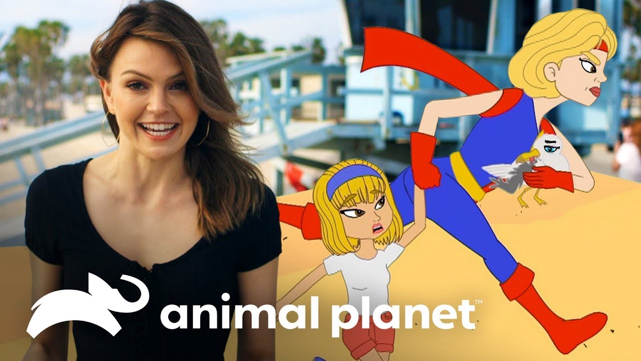 Salvamos um filhote de gaivota! | Celebridade Animal | Animal Planet Brasil video editing software free