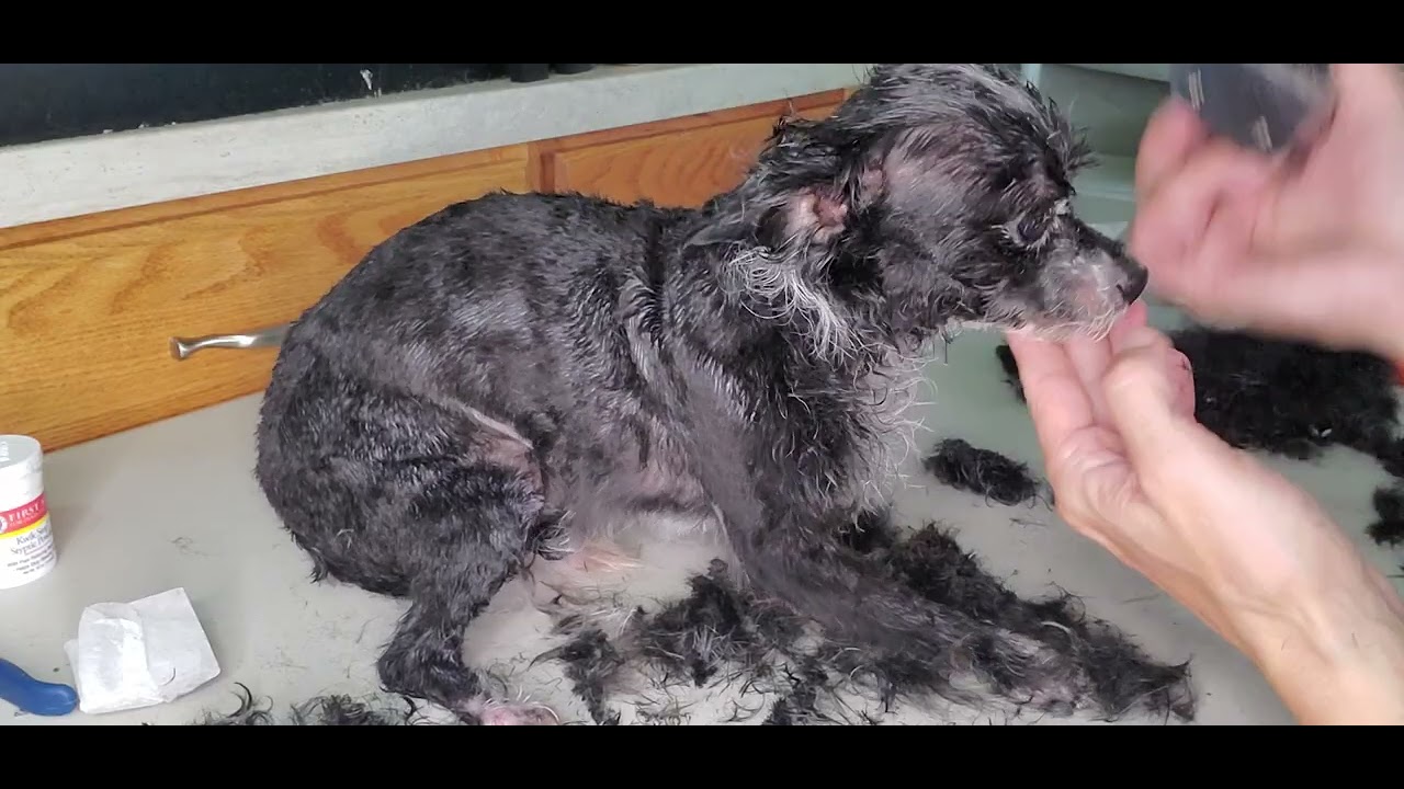 Stage 3 of 5 of my dog grooming process, trim the body with clippers, see all stages in my