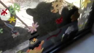 Bears visit the back yard of Naples resident
