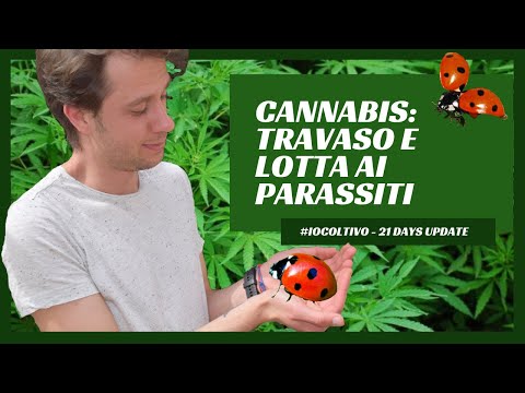 Video: Nuovo Sapone Con Marijuana