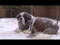 Ours le Saint-Bernard sous la neige