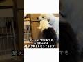 超大型犬が子犬に迫力のあるしつけ中、赤ちゃんがやってきました🫨