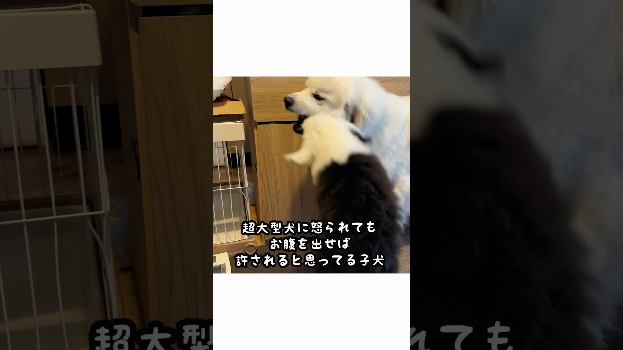 超大型犬が子犬に迫力のあるしつけ中、赤ちゃんがやってきました🫨