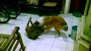 Della R.collie Vs Coca Apbt