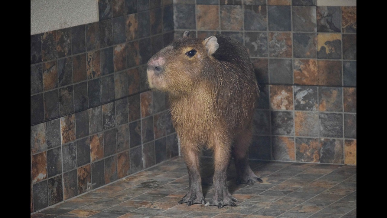 🌟 LIVE Replay: The Cutest Moments Ever at Angel Valley Farm 🐐🦙❤️