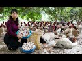 Harvest Chicken Eggs Goes to the market sell | How Chickens Lay? | Pick Fruit to Eat | Rural Life