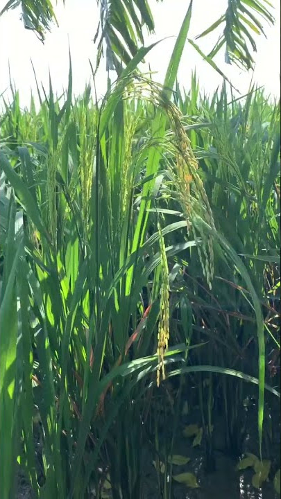 ทุ่งนาสีเขียว