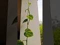 update of money plant summer gardening tips#trending#garden #gardening#summer#subscribe #ytshorts#yt