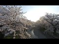 (180VR 3D) 五条川の桜 P.3