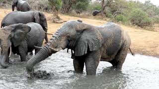 Elephants at the water hole.