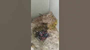 Воробей 😊😊