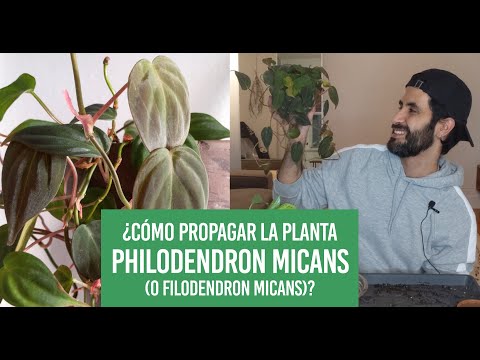 Video: ¿Puede crecer philodendron hederaceum en el agua?