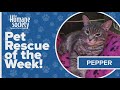Pet Rescue of the Week: Pepper