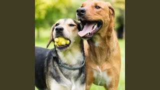 Gentle Rhythms for Dog Harmony