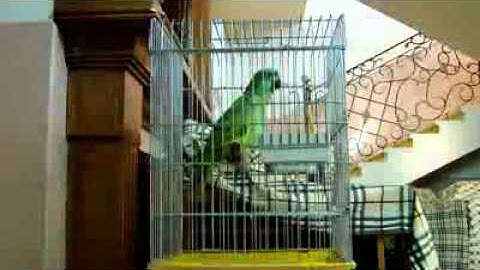 بغبغاء يقراء سورة الكوثر الاخلاص‬