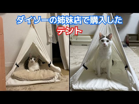 スタンダードプロダクツのテントはダイソーのものよりも少し大きくて、5キロの猫でもゆったりくつろげます