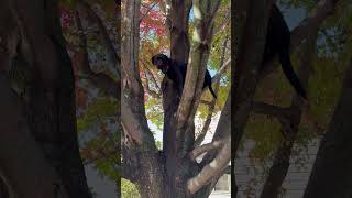 Dog Surprises Owner by Climbing and Resting in Tree
