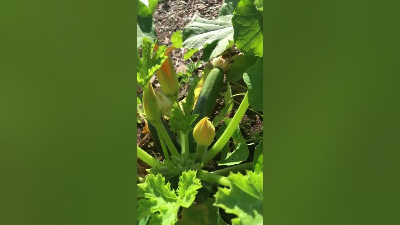 Tour of the garden - July 23