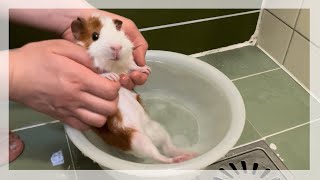 はじめてのお風呂 / First bath!