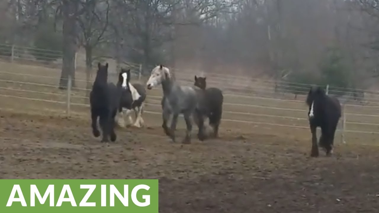 videos for cats Majestic horses can't hold back excitement for breakfast