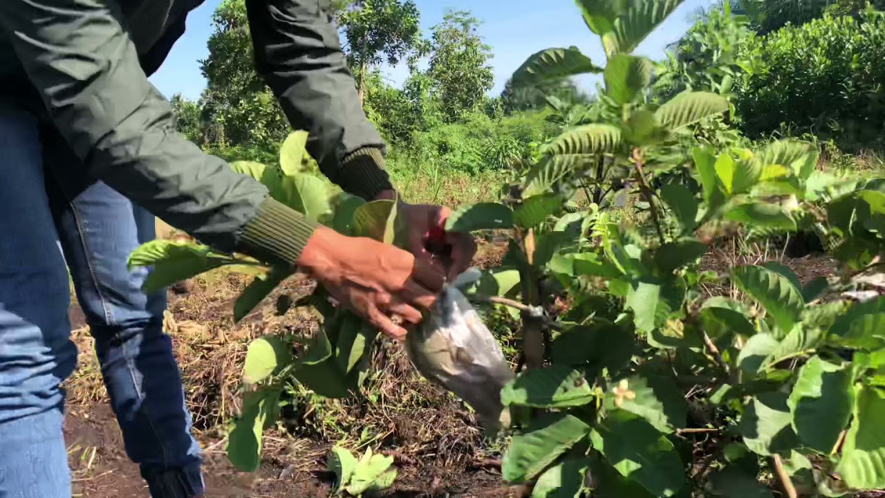 PANEN JAMBU HONG PAUSE DI KALIMANTAN BARAT part 1