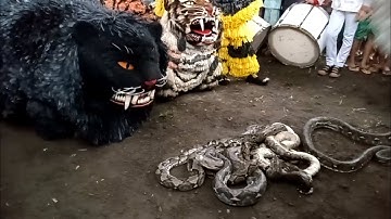😱seram aduan can macanan vs ular piton