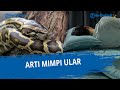 ARTI Mimpi Melihat Ular