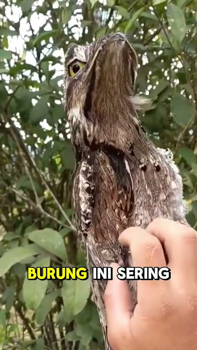 BURUNG YANG JAGO BERKAMUFLASE