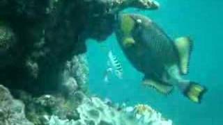 Trigger Fish