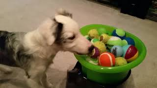 Dog Tricks - Fetch & Return to the Auto Ball Launcher by Mr Biscuit The Border Collie 198 views 6 years ago 42 seconds