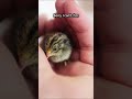 button quail!