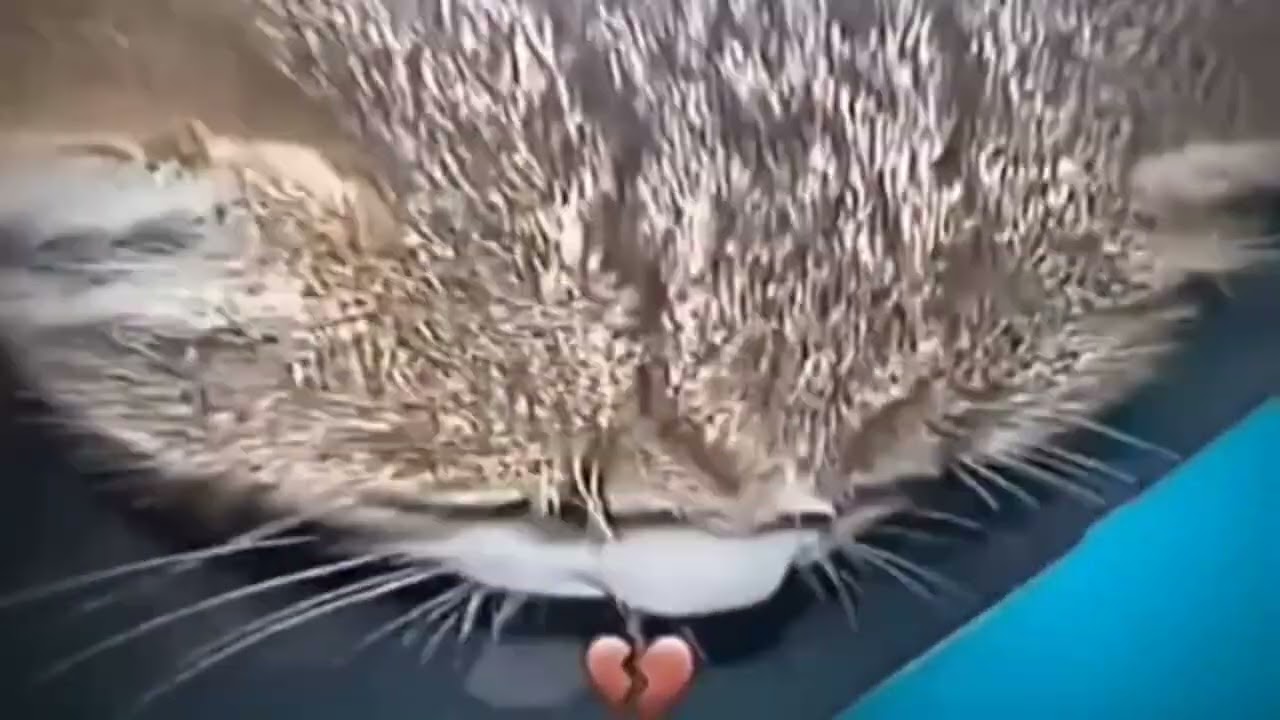 Василий Хамло Не Тряси Яйцами Порно