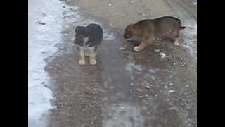 Mackey's Alaskan Distance Sled Dogs: Puppy Video 10 2012