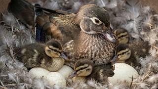 Wood Duck 130 Days From Egg To Survivor  A Leap Of Faith