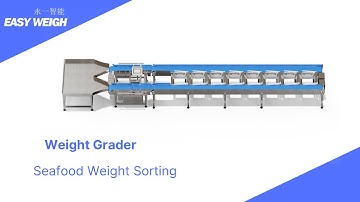 Big Squid Sorting Revolution: Dual-Lane Weight Grader Unveiled!