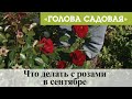 Голова садовая - Что делать с розами в сентябре