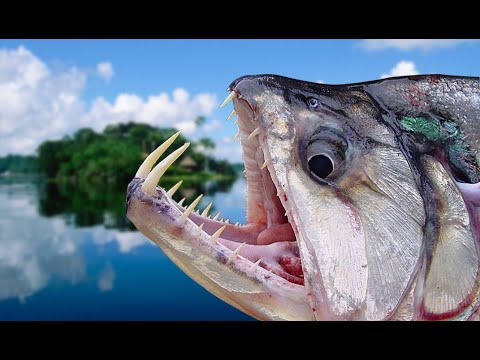 TOP 10 Most Dangerous Animals In The World (Multilingual Subtitles)