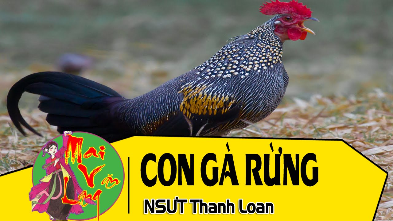 Nuôi gà rừng ra sao để hốt bạc  Farmvina Nông Nghiệp